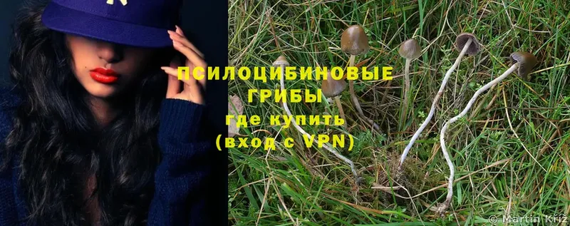 Галлюциногенные грибы Magic Shrooms  Саранск 